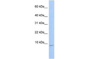 WB Suggested Anti-HSBP1 Antibody Titration:  0. (HSBP1 antibody  (N-Term))
