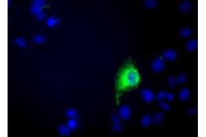 Anti-C9orf41 mouse monoclonal antibody (ABIN2452873) immunofluorescent staining of COS7 cells transiently transfected by pCMV6-ENTRY C9orf41 (RC205116). (C9orf41 antibody)