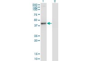 Western Blot analysis of PNMA2 expression in transfected 293T cell line by PNMA2 monoclonal antibody (M10), clone 4F10.