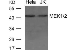 Western blot analysis of extract from Hela and JK cells using MEK1/2 Antibody (MEK1 antibody  (AA 235-239))
