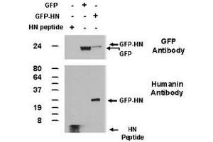 Western blot performed from 100ng of synthetic Humanin peptide and from 50 ug of total lysates of 293 cells transfected with plasmids encoding GFPc1 or GFP-Humanin using Humanin polyclonal antibody . (Humanin antibody  (AA 9-24))