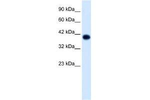 WB Suggested Anti-TFAP4 Antibody Titration:  1. (TFAP4 antibody  (C-Term))