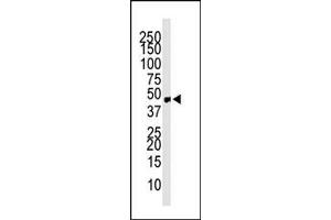 Western blot analysis of anti-CCBP2 Pab (ABIN388746 and ABIN2838995) in mouse small intestine tissue lysate. (CCBP2 antibody  (C-Term))