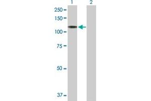 Western Blot analysis of NRCAM expression in transfected 293T cell line by NRCAM MaxPab polyclonal antibody. (NrCAM antibody  (AA 1-771))