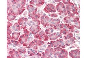 Anti-C9orf116 antibody IHC staining of human pancreas. (C9ORF116 antibody  (N-Term))