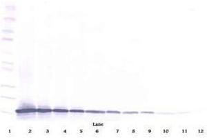 Image no. 1 for anti-Chemokine (C-C Motif) Ligand 21 (CCL21) antibody (ABIN465507) (CCL21 antibody)
