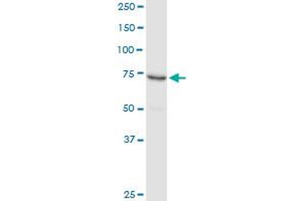 PRMT7 antibody  (AA 1-692)