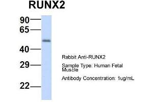 Host:  Rabbit  Target Name:  RUNX2  Sample Type:  Human Fetal Muscle  Antibody Dilution:  1. (RUNX2 antibody  (N-Term))