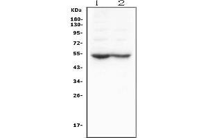 Western blot analysis of DRD5 using anti-DRD5 antibody (ABIN3042836).