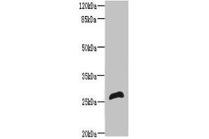 RTP2 antibody  (AA 1-196)