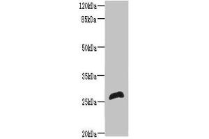 Western blot All lanes: RTP2 antibody at 8 μg/mL + Mouse liver tissue Secondary Goat polyclonal to rabbit IgG at 1/10000 dilution Predicted band size: 27 kDa Observed band size: 27 kDa (RTP2 antibody  (AA 1-196))