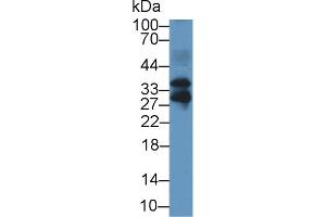 Detection of FSTL3 in Mouse Lung lysate using Polyclonal Antibody to Follistatin Like Protein 3 (FSTL3) (FSTL3 antibody  (AA 24-256))
