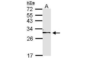 Image no. 1 for anti-14-3-3 epsilon (YWHAE) (AA 58-247) antibody (ABIN467614) (YWHAE antibody  (AA 58-247))