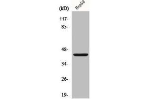 Western Blot analysis of HepG2 cells using FOP Polyclonal Antibody (FGFR1OP antibody  (C-Term))