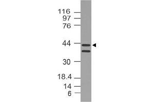 Image no. 1 for anti-DNA (Cytosine-5-)-Methyltransferase 3 Like (TRDMT1) (AA 120-350) antibody (ABIN5027164) (DNMT3L antibody  (AA 120-350))