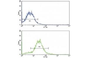 Flow cytometric analysis of HepG2 cells using BMPR2 antibody (green) (BMPR2 antibody  (AA 28-59))