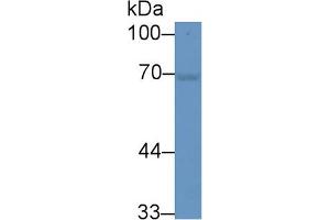 Western Blot; Sample: Mouse Cerebrum lysate; Primary Ab: 2µg/ml Rabbit Anti-Mouse HSPA1A Antibody Second Ab: 0. (HSP70 1A antibody  (AA 1-641))
