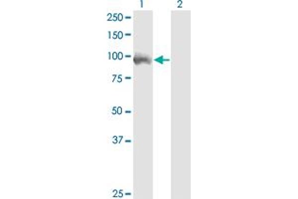 ZKSCAN5 antibody  (AA 1-839)