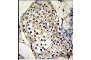 Immunohistochemistry analysis in Formalin Fixed, Paraffin Embedded Human testis tissue stained with SELV antibody (C-term) followed by peroxidase conjugation of the secondary antibody and DAB staining. (Selenoprotein V antibody  (C-Term))