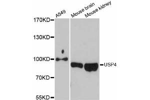 Western blot analysis of extracts of various cell lines, using USP4 antibody (ABIN5999160) at 1:3000 dilution. (USP4 antibody)