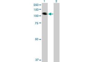 Western Blot analysis of COL21A1 expression in transfected 293T cell line by COL21A1 MaxPab polyclonal antibody. (COL21A1 antibody  (AA 1-957))