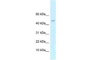 Western Blot showing Arpp21 antibody used at a concentration of 1.
