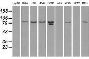 Western blot analysis of extracts (35 µg) from 9 different cell lines by using anti-STAT1 monoclonal antibody. (STAT1 antibody)