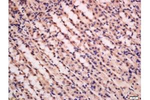 Formalin-fixed and paraffin embedded rat stomach labeled with Anti-PFK2 Polyclonal Antibody, Unconjugated  at 1:200 followed by conjugation to the secondary antibody and DAB staining. (PFKFB3 antibody  (AA 401-520))