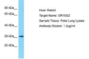 Host: Rabbit Target Name: OR10G2 Sample Type: Fetal Lung lysates Antibody Dilution: 1.