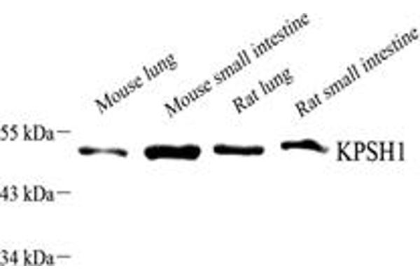 PSKH1 antibody