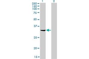 Western Blot analysis of RNASEH2A expression in transfected 293T cell line by RNASEH2A monoclonal antibody (M01), clone 3G5-F5. (RNASEH2A antibody  (AA 1-299))