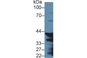 Western Blot; Sample: Mouse Stomach lysate; ;Primary Ab: 2µg/ml Rabbit Anti-Rat PGC Antibody;Second Ab: 0. (PGC antibody  (AA 17-392))