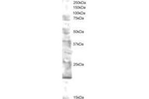 Image no. 1 for anti-Ubiquitin-Conjugating Enzyme E2 Variant 2 (UBE2V2) (AA 2-13) antibody (ABIN297829)