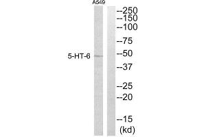 Western Blotting (WB) image for anti-Serotonin Receptor 6 (HTR6) (Internal Region) antibody (ABIN1850164) (Serotonin Receptor 6 antibody  (Internal Region))