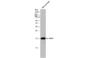 WB Image Iba1 antibody detects Iba1 protein by Western blot analysis.
