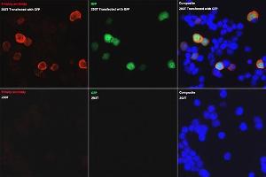 Immunofluorescence analysis of 293T and 293T-GFP cells using Rabbit anti GFP-Tag pAb (ABIN3020570, ABIN3020571, ABIN3020572 and ABIN1512944) at dilution of 1:50 (40x lens). (GFP antibody  (AA 1-238))