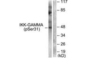 Western blot analysis of extracts from 293 cells treated with TNF-a 20ng/ml 5', using IKK-gamma (Phospho-Ser31) Antibody. (IKBKG antibody  (pSer31))