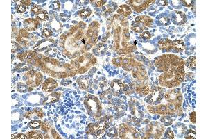 ATIC antibody was used for immunohistochemistry at a concentration of 4-8 ug/ml to stain EpitheliaI cells of renal tubule (arrows) in Human Kidney.