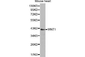 Western Blotting (WB) image for anti-Wingless-Type MMTV Integration Site Family, Member 1 (WNT1) (AA 231-370) antibody (ABIN6219551) (WNT1 antibody  (AA 231-370))
