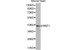 WNT1 antibody  (AA 231-370)