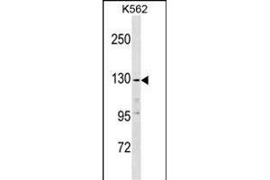 EGF Antibody (C-term) (ABIN1537657 and ABIN2838154) western blot analysis in K562 cell line lysates (35 μg/lane). (EGF antibody  (C-Term))