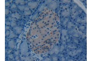 IHC-P analysis of Rat Pancreas Tissue, with DAB staining. (HMGB1 antibody  (AA 1-215))