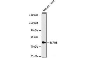 Western blot analysis of extracts of Mouse heart using ESRRB Polyclonal Antibody at dilution of 1:1000. (ESRRB antibody)