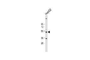 Anti-CYP3A43 Antibody (Center) at 1:2000 dilution + HepG2 whole cell lysate Lysates/proteins at 20 μg per lane. (CYP3A4 antibody  (AA 242-270))