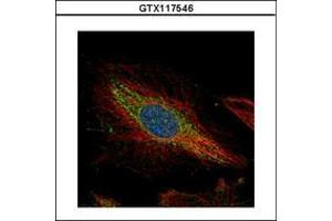 Image no. 2 for anti-Twinfilin, Actin-Binding Protein 1 (TWF1) (AA 14-208) antibody (ABIN1501587) (TWF1 antibody  (AA 14-208))