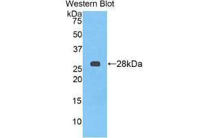Western Blotting (WB) image for anti-alpha-2-HS-Glycoprotein (AHSG) (AA 19-250) antibody (ABIN1077779) (Fetuin A antibody  (AA 19-250))