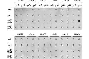 Dot Blot (DB) image for anti-Histone 3 (H3) (H3R26me2) antibody (ABIN3023278) (Histone 3 antibody  (H3R26me2))