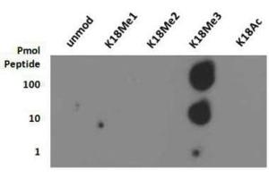 Dot Blot of Rabbit Histone H3 [Trimethyl Lys18] Antibody. (Histone 3 antibody  (3meLys18))