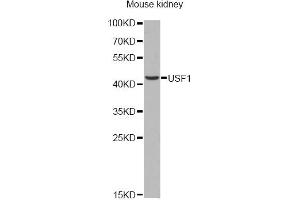 Western blot analysis of extracts of mouse kidney, using USF1 antibody. (USF1 antibody)