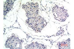 Immunohistochemical analysis of paraffin-embedded rat-testis, antibody was diluted at 1:100 (Thrombospondin 2 antibody  (C-Term))